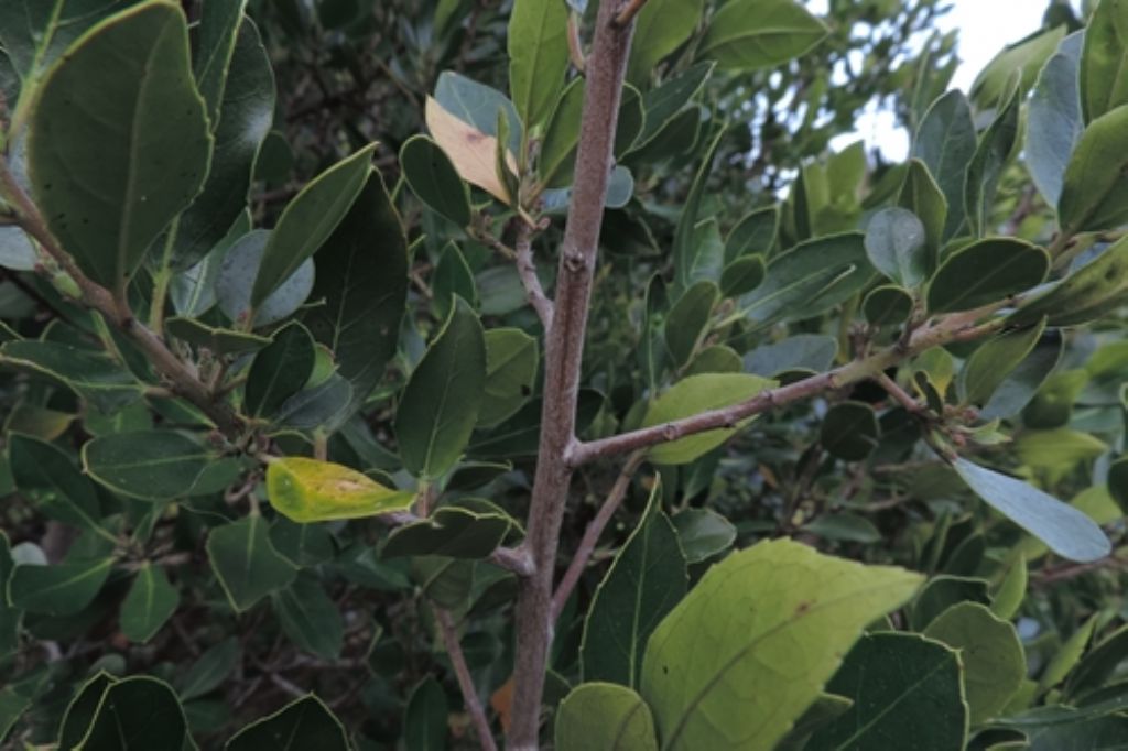 Rhamnus alaternus